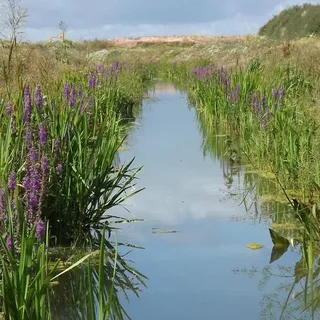 Marginal Pond Plants: Best Varieties for a Beautiful Water Garden